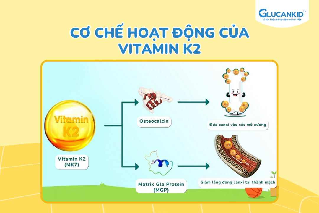 Cơ chế hoạt động của vitamin K2